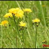 251 crepide bisannuelle crepis biennis asteracée