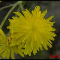 251 crepide bisannuelle crepis biennis asteracée