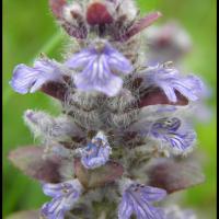 255 bugle de geneve ajuga genevensis lamiacée