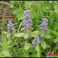 255 bugle de geneve ajuga genevensis lamiacée