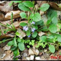 256 bugle rampante ajuga reptans lamiacée