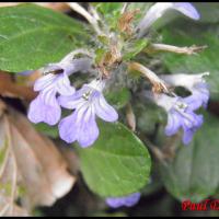 256 bugle rampante ajuga reptans lamiacée