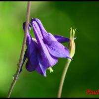 258 ancolie aquilegia vulgaris ranunculacée