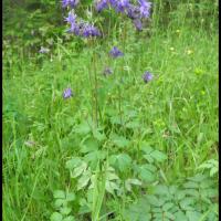 258 ancolie aquilegia vulgaris ranunculacée