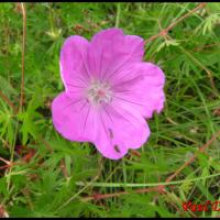 26 geranium sanguin geranium sanguineum geraniacee