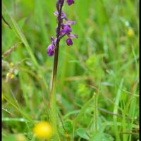 261 orchis a fleurs laches anacamptis laxiflora orchidacée