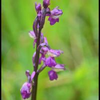 261 orchis a fleurs laches anacamptis laxiflora orchidacée