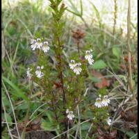 263 euphraise des bois euphrasia nemorosa scrophulariacée