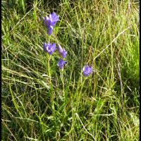 264 gentiane des marais gentiana pneumonanthe gentianacée