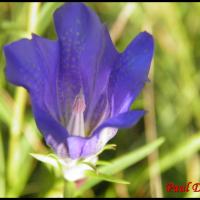 264 gentiane des marais gentiana pneumonanthe gentianacée