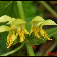 265 ortie jaune lamium galeobdolon lamiacée