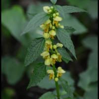 265 ortie jaune lamium galeobdolon lamiacée