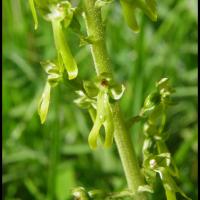 267 listere a feuilles ovales listera ovata orchidacée