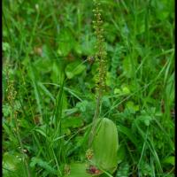 267 listere a feuilles ovales listera ovata orchidacée