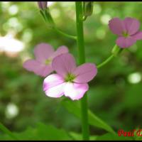 268 julienne des dames-hesperis matronalis-brassicacée