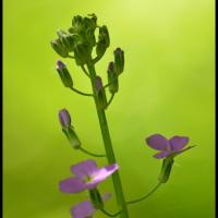 268 julienne des dames-hesperis matronalis-brassicacée