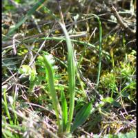 269 petit muscari muscari botryoides hyacinthacée