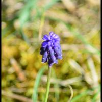 269 petit muscari muscari botryoides hyacinthacée