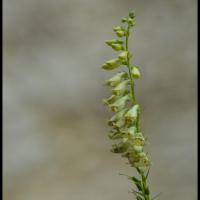 27 digitale jaune digitalis lutea scrophulacee