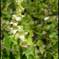 27 digitale jaune digitalis lutea scrophulacee