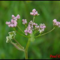 270 grand boucage pimpinella major apiacée