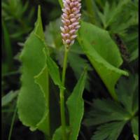 271 serpentaire polygonum bistorta polygonacée