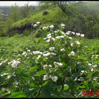 272 renoncule a feuilles d aconit ranunculus aconitifolius ranunculacée