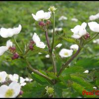 272 renoncule a feuilles d aconit ranunculus aconitifolius ranunculacée