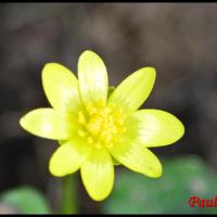 273 renoncule ficaire ranunculus ficaria ranunculacée