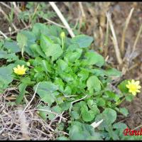 273 renoncule ficaire ranunculus ficaria ranunculacée