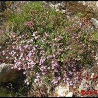 274 saponaire faux basilic saponaria ocymoides caryophyllacée