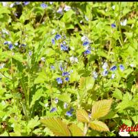 276 veronique petit chene veronica chamaedrys scrophulariacée