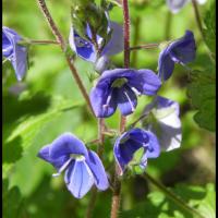 276 veronique petit chene veronica chamaedrys scrophulariacée