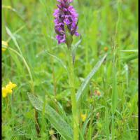 277 orchis a feuilles larges dactylorhiza majalis orchidaceae