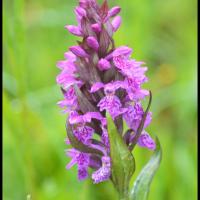 277 orchis a feuilles larges dactylorhiza majalis orchidaceae