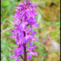 278 orchis male orchis mascula orchidaceae