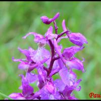 278 orchis male orchis mascula orchidaceae