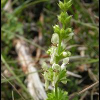 28 epiaire droite stachys recta lamiacee