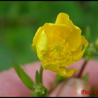 280 bouton d or ranunculus acris ranunculacée