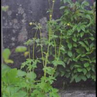 280 bouton d or ranunculus acris ranunculacée