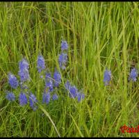 281 veronique germandree veronica austriaca scrophulariacée