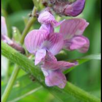 282 vesce des haies vicia sepium fabacée