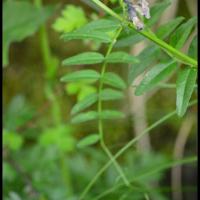 282 vesce des haies vicia sepium fabacée