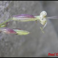 283 silene penche silene nutans caryophyllacée