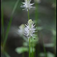 284 raiponce en epi phyteuma spicatum campanulacée