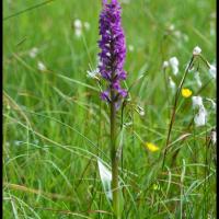 285 orchis incarnat dactylorhyza incarnata orchidacée