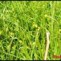 286 potentille tormentille potentilla erecta rosacée