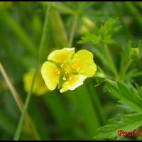 286 potentille tormentille potentilla erecta rosacée