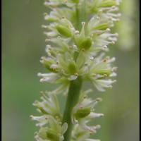 289 tofieldie a calicule tofieldia calyculata melanthiacée