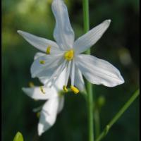 29 antheric a fleurs de lis anthericum liliago anthericacee